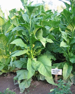 Hickory Pryor Tobacco Plant